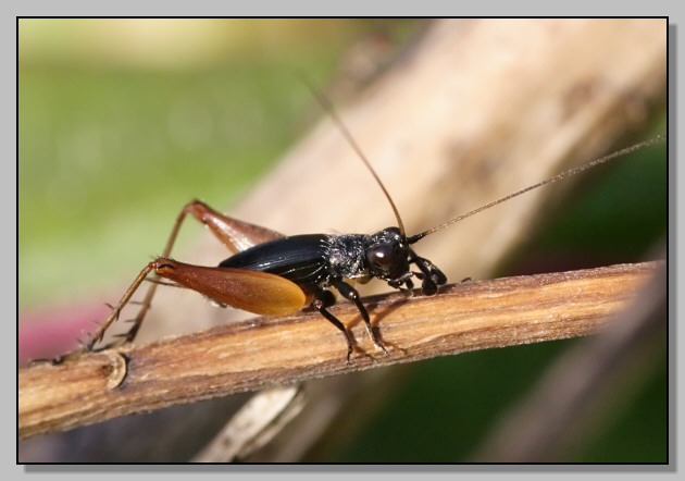 Trigonidium cicindeloides (adulto e giovane)