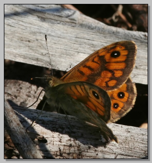 Le sopravvissute, Polyommatus icarus e Lasiommata megera