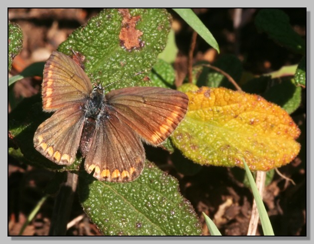 Le sopravvissute, Polyommatus icarus e Lasiommata megera