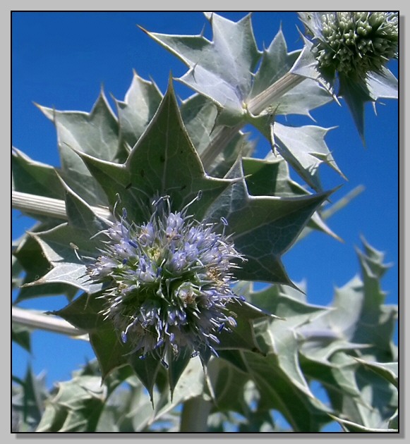 Eryngium maritimum / Calcatreppola marittima