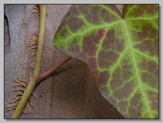 Hedera helix / Edera