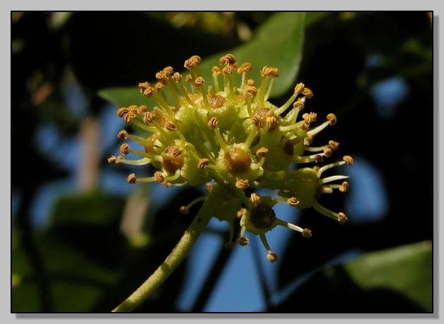 Hedera helix / Edera