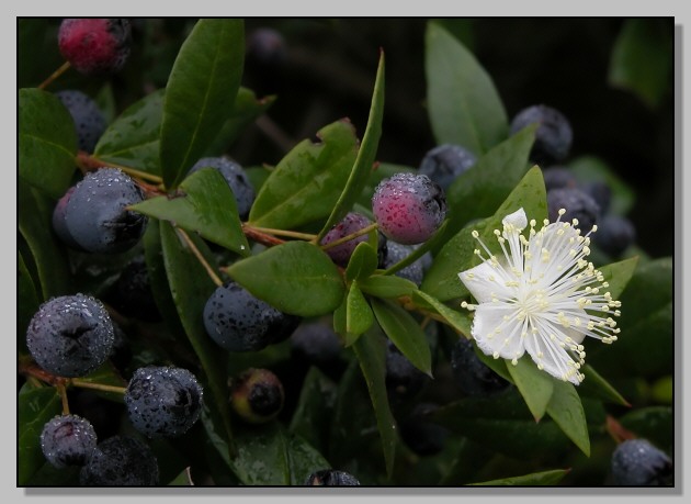 Myrtus communis - Mirto