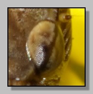 Quiz - occhio facile