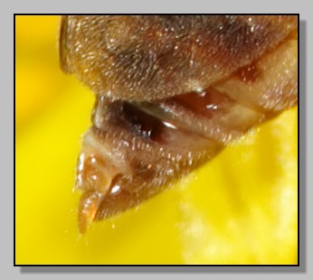 Quiz - occhio facile