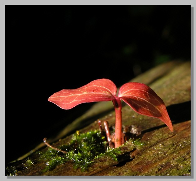 Rosso d''autunno