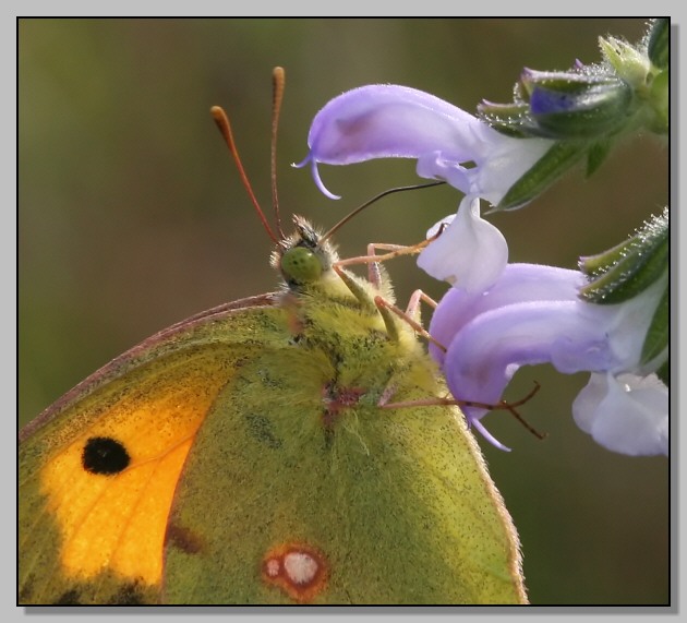 Argynnis paphia e Colias crocea