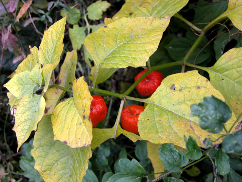 Rosso d''autunno