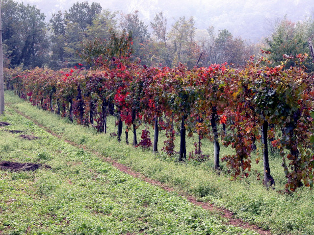 Rosso d''autunno