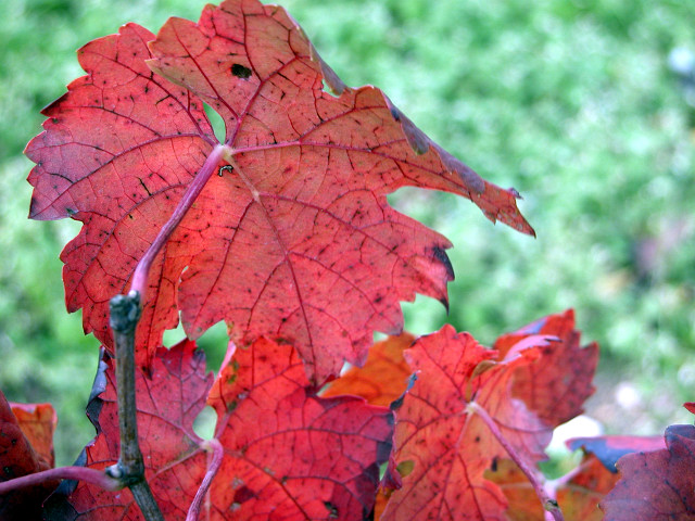 Rosso d''autunno