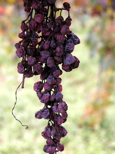 Il colore viola