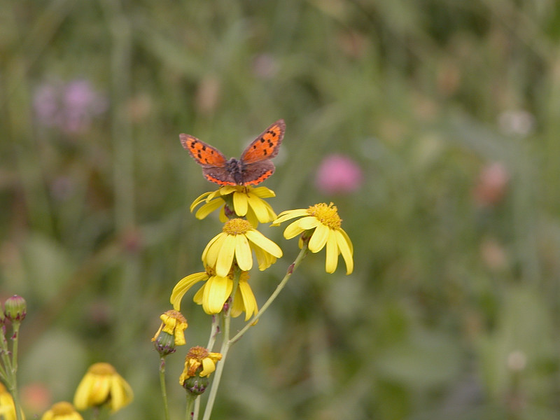 farfalle novembrine (Lycaena phlaeas)