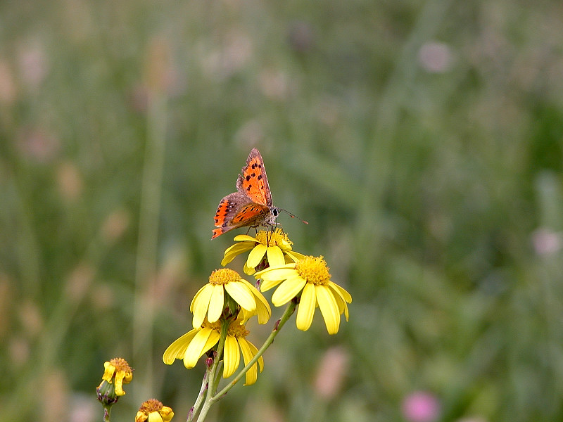 farfalle novembrine (Lycaena phlaeas)