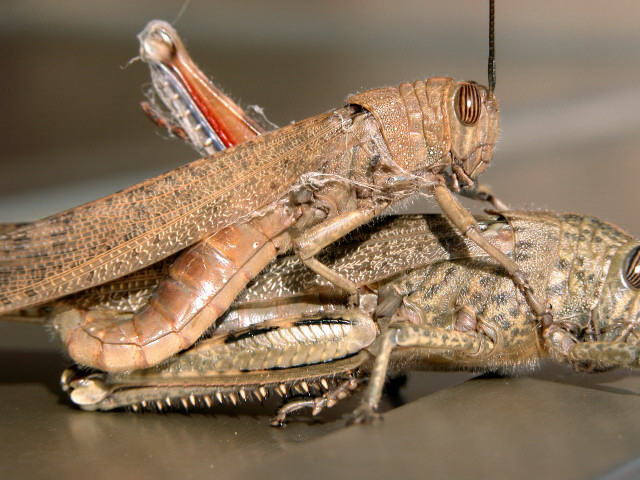 Anacridium aegyptium in accoppiamento