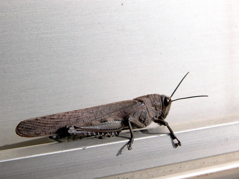 Anacridium aegyptium in accoppiamento