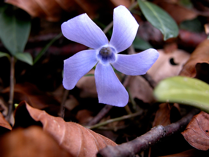 Il colore viola
