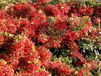 Rosso d''autunno