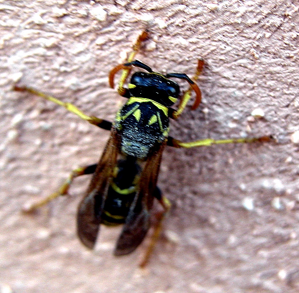 Polistes sp. (Vespidae)