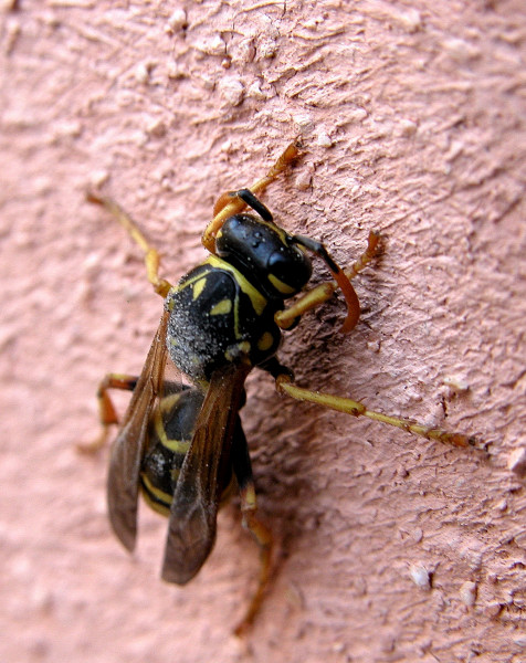 Polistes sp. (Vespidae)