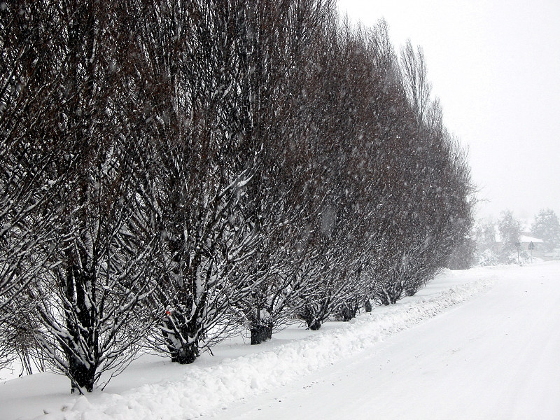 Bianco d''inverno