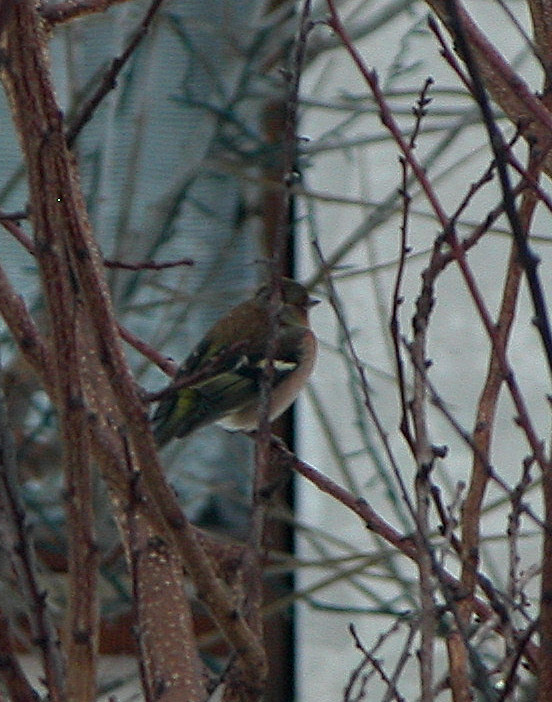 Fringuello maschio (Fringilla coelebs)