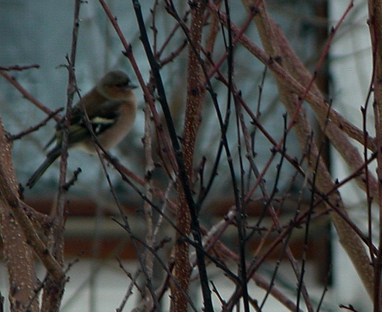 Fringuello maschio (Fringilla coelebs)