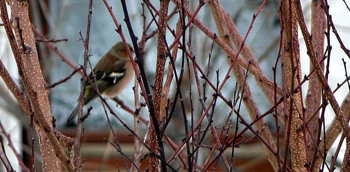 Fringuello maschio (Fringilla coelebs)