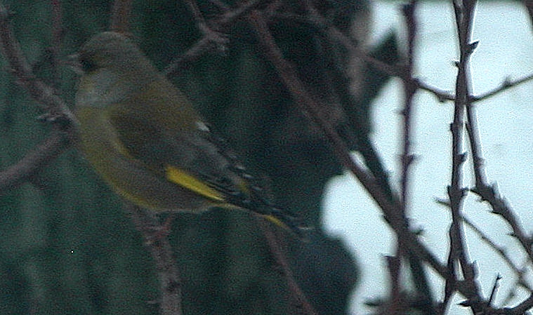 Verdone (Carduelis chloris)
