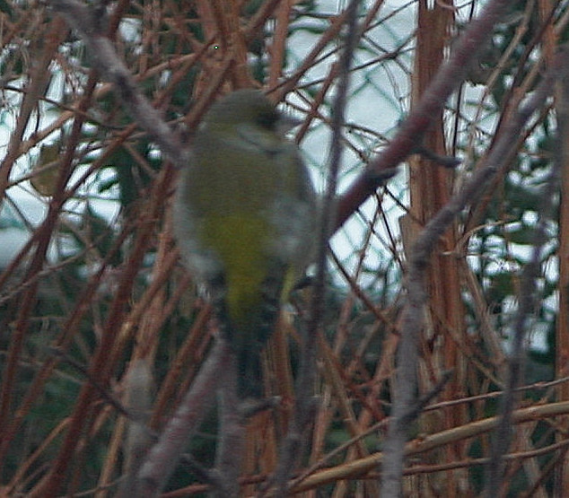 Verdone (Carduelis chloris)