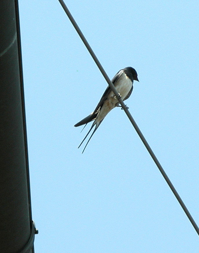 Rondine - Hirundo Rustica & Balestruccio - Delichon urbica