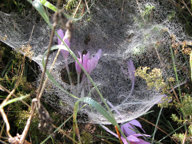 Argento d''autunno