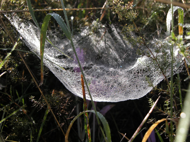 Ragnatela e rugiada
