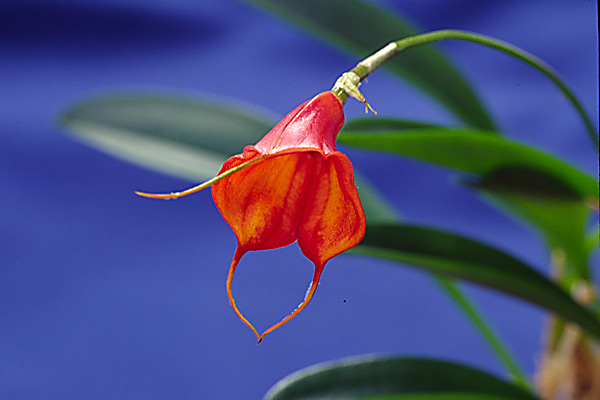 Rosso d''autunno