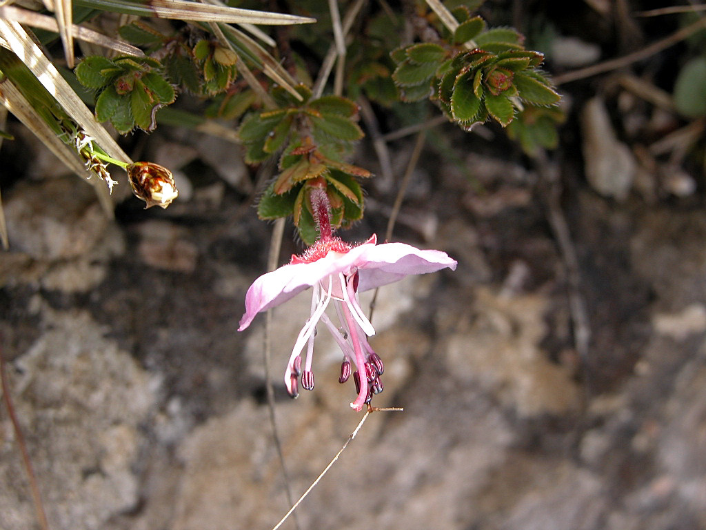 Bruco di Callimorpha dominula e Anthaxia helvetica