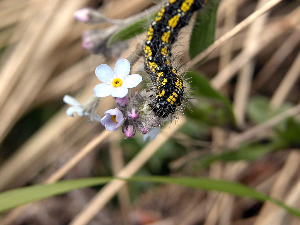 Bruco di Callimorpha dominula e Anthaxia helvetica