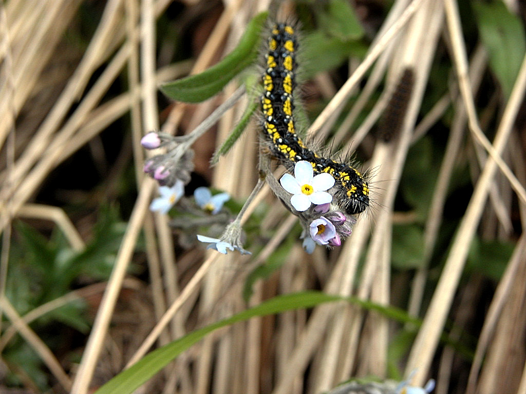 Bruco di Callimorpha dominula e Anthaxia helvetica