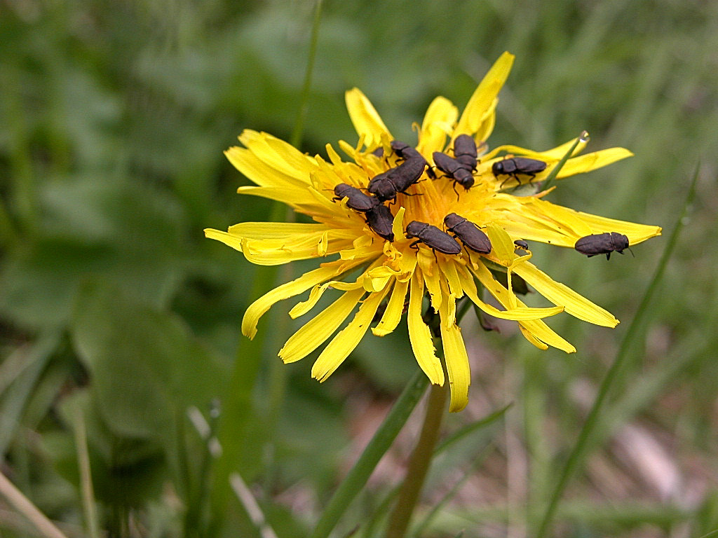 Bruco di Callimorpha dominula e Anthaxia helvetica