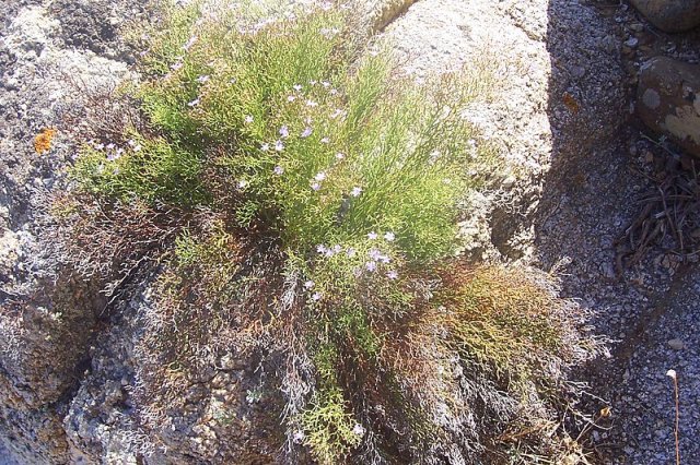 Limonium contortirameum / Limonio
