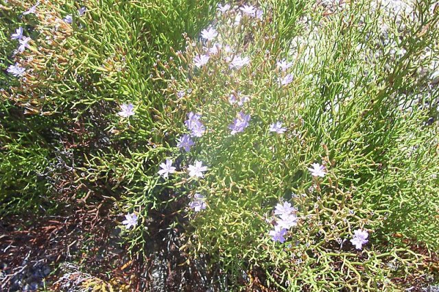 Limonium contortirameum / Limonio