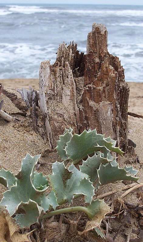 Eryngium maritimum / Calcatreppola marittima