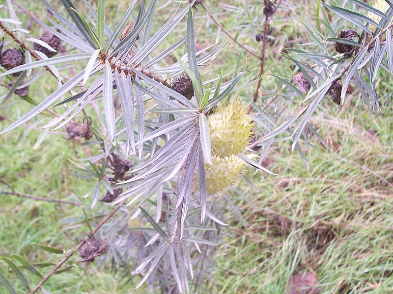 Asclepias fruticosa / Falso cotone