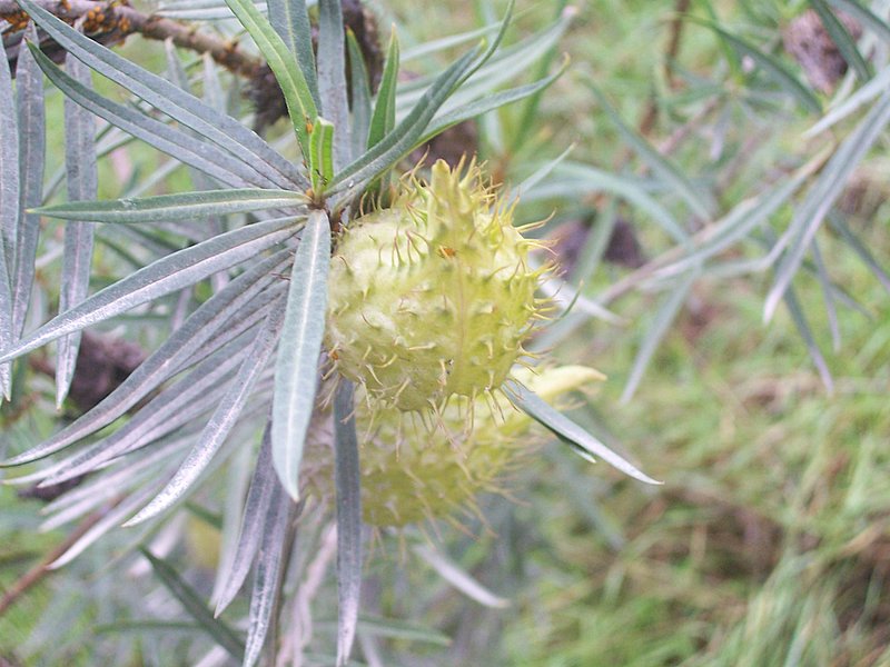 Asclepias fruticosa / Falso cotone