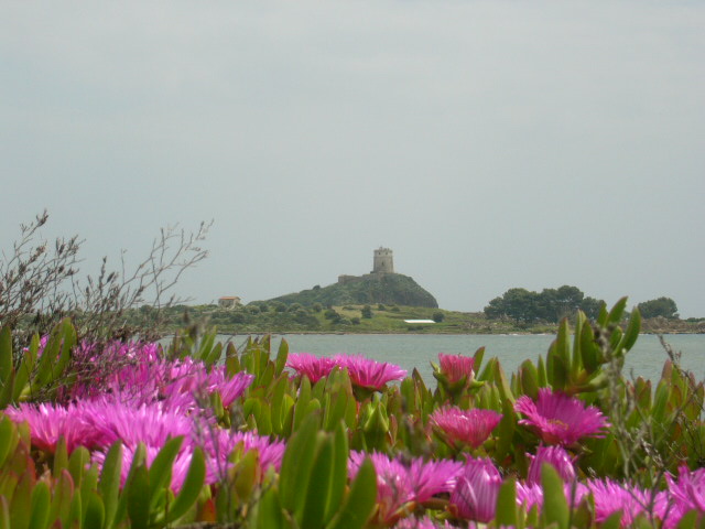 Carpobrotus acinaciformis / Fico degli Ottentotti comune