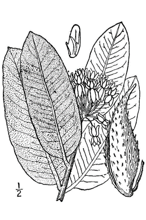 Asclepias fruticosa / Falso cotone