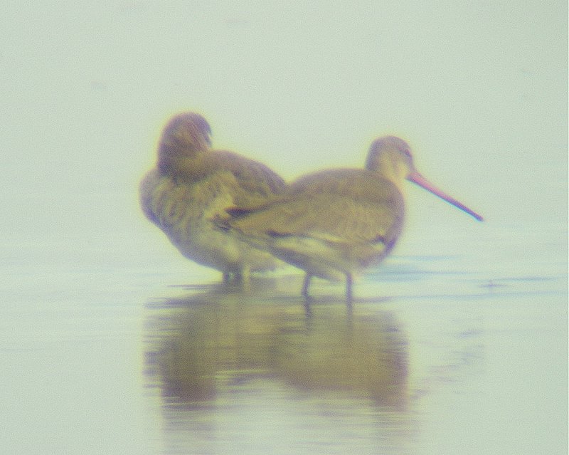 Pittima reale-Limosa limosa