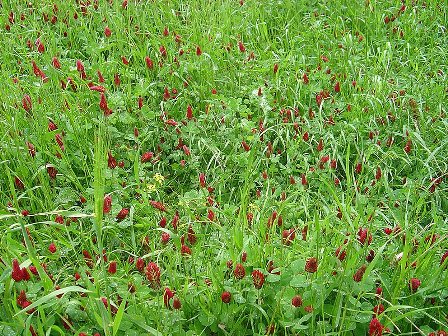 Trifolium incarnatum / Trifoglio incarnato