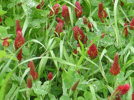 Trifolium incarnatum / Trifoglio incarnato