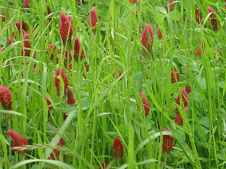 Trifolium incarnatum / Trifoglio incarnato