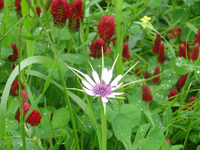 Tragopogon porrifolius / Barba di Becco violetta