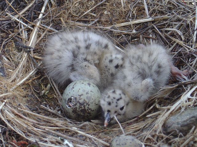 pullus di Gabbiano reale-Larus cachinnans